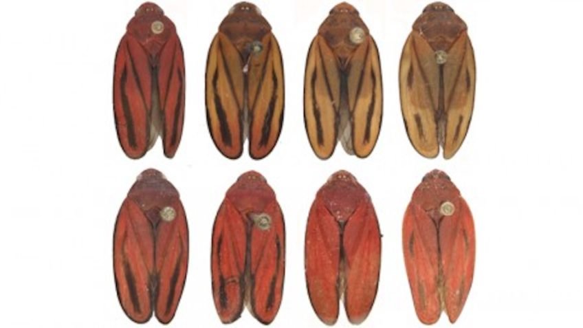Nova praga da cana é identificada, abrindo caminho para estratégias de controle mais eficazes