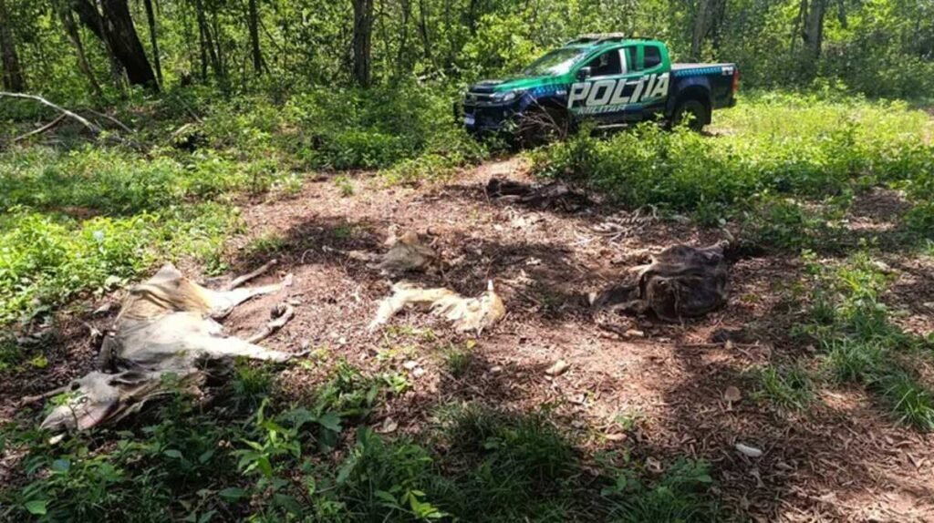 ms: Fazendeiro autuado por crueldade contra rebanho. (41 caracteres)