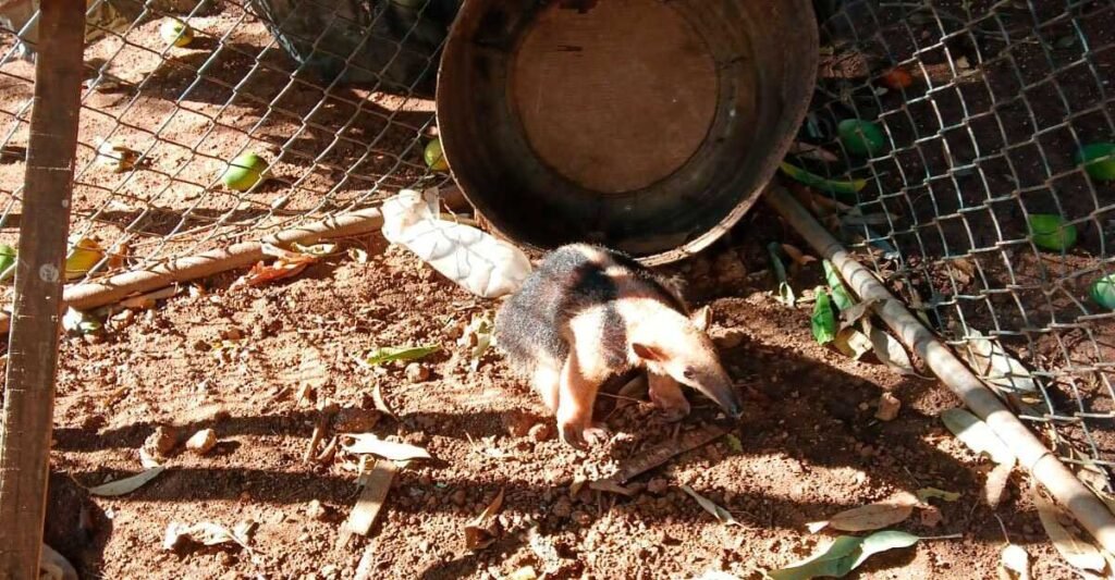 Tamanduá-mirim ferido é resgatado em Corumbá após alerta de moradores