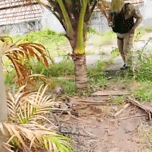 Pai confessa ter asfixiado filho autista devido a dificuldades financeiras