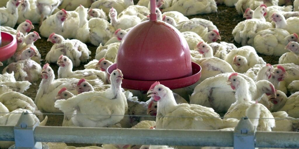 China revoga proibição e retoma importação de frango brasileiro