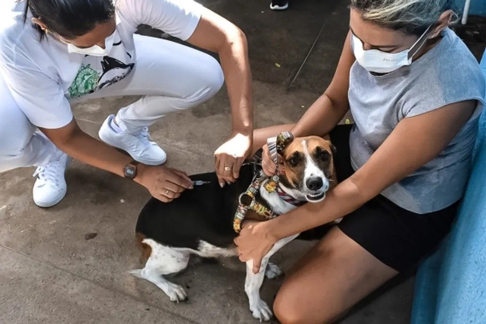 Cão recebendo vacina de profissional de saúde.