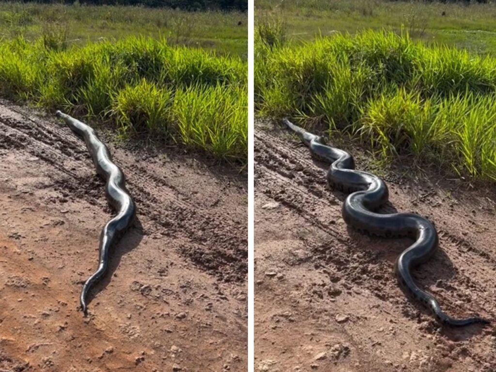 Grande cobra sucuri atravessando estrada de terra rural.