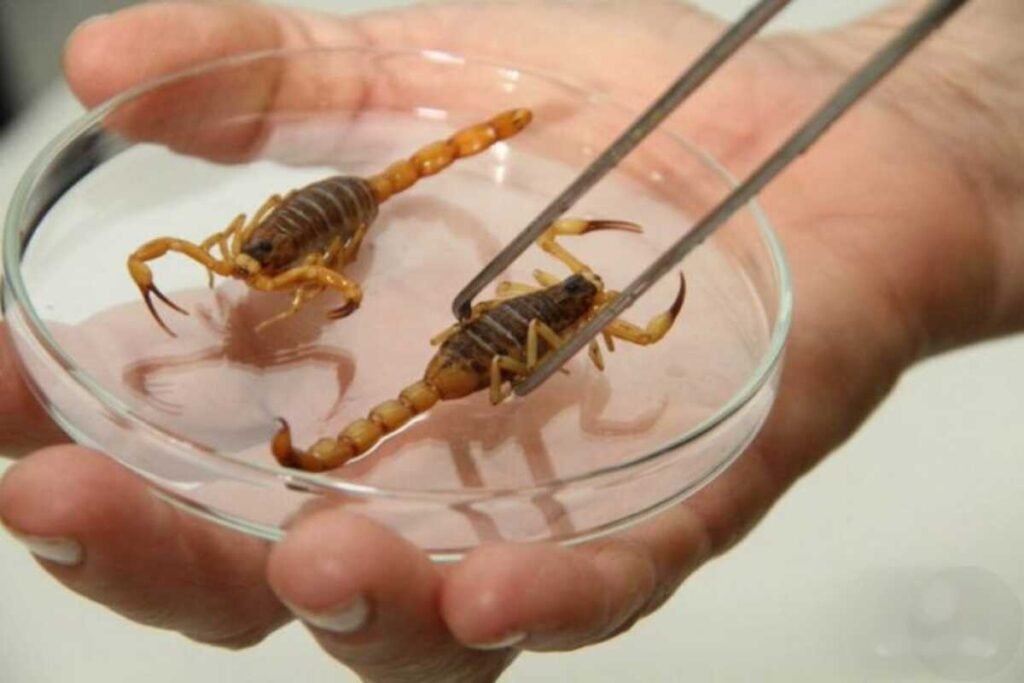 Pesquisador manipulando escorpiões amarelos com pinça em laboratório.