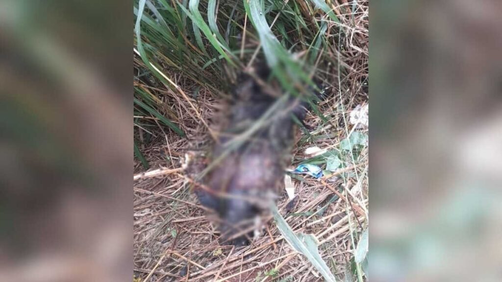 Carcaça de animal não identificado em meio a vegetação alta.