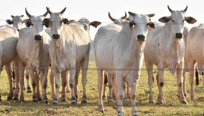 Mato Grosso do Sul celebra 48 anos com economia robusta e PIB em ascensão