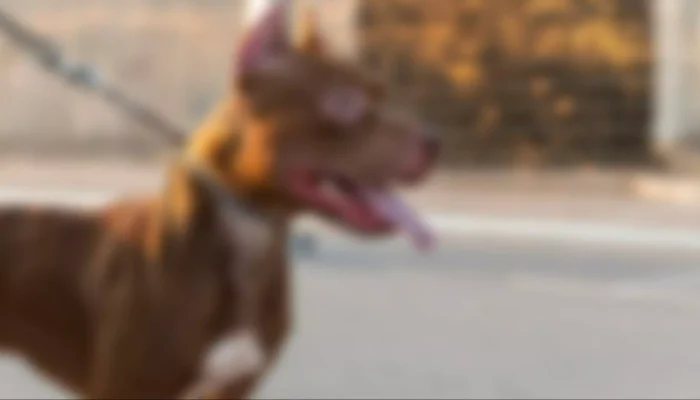 Cachorro da raça pit bull. (Foto: Ilustrativa, Arquivo Midiamax)