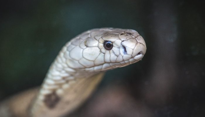 Estudo prevê substituição de roedor em testes antiveneno de serpentes