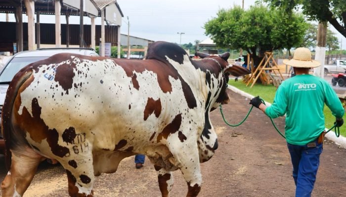 Gado nelore pintado na Expoagro. (Arquivo - Helder Carvalho/Jornal Midiamax) — F