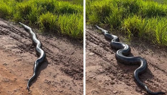 Grande cobra sucuri atravessando estrada de terra rural.