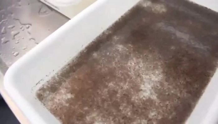 Cientistas criam fungo com aroma floral que elimina mosquitos da dengue e zika