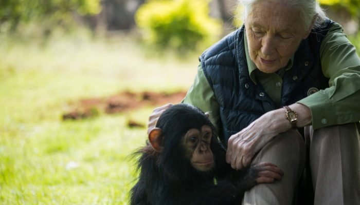 Jane Goodall e a conexão entre humanos e chimpanzés
