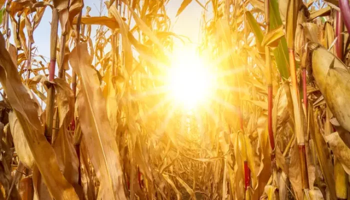 (Foto: Divulgação)