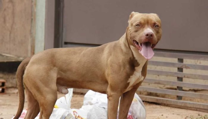 19-06-20-ataque-pit-bull-joao-pinheiro.jpg