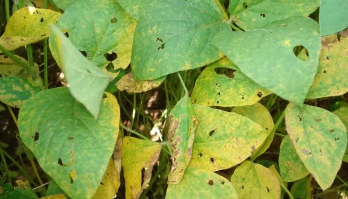 Fungo atinge plantação de soja no interior de MS. (Foto: Arquivo/Aprosoja)