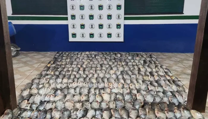 Exemplares de pacus e piranhas apreendidos no Rio Paraguai dias após a retomada da pesca (Foto: Divulgação PMA)