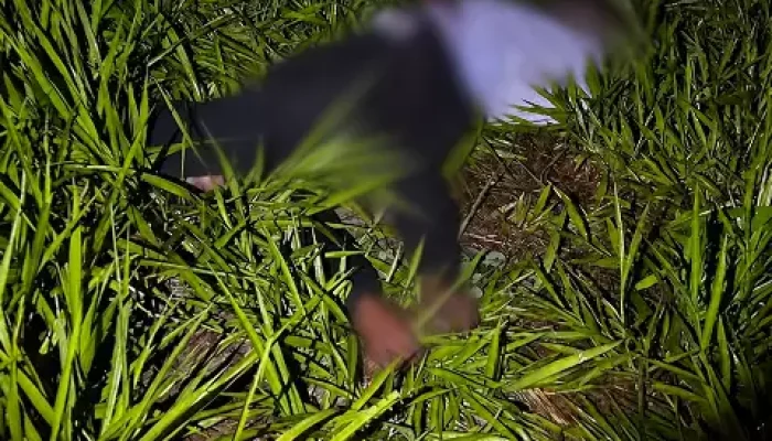 Pessoa em movimento rápido caindo na grama alta à noite.