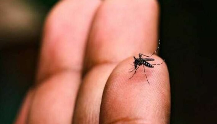 Agente de saúde inspeciona focos de dengue em pneu. — Foto: Agente de saúde insp