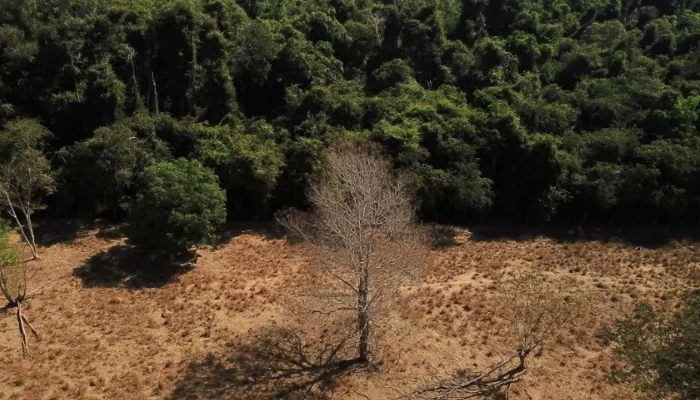 Brasil pode suprir demanda de bioenergia sem desmate, indica estudo