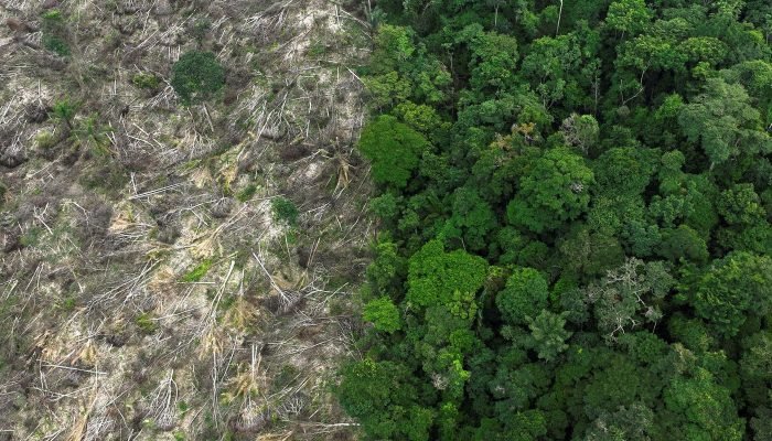 Mecanismo de Reversão de Desmatamento projeta US$ 100 bilhões anuais para países tropicais