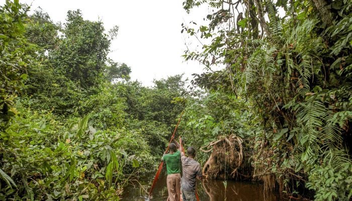 França orquestra fundo bilionário para salvar floresta do Congo