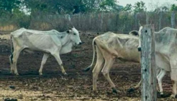 Caso vem acontecendo no município de Rio Negro - Crédito: Divulgação