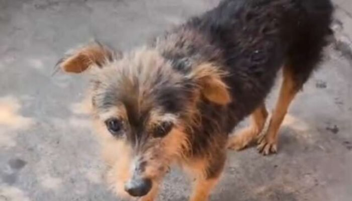 Cão é vítima de zoofilia e tem de ser submetido a eutanásia em MS