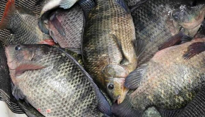 Proibição da tilápia ameaça exportações que renderam R$ 35 mi para MS em 2025