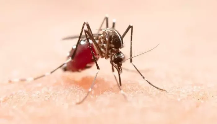 Mosquito Aedes aegypti transmissor da dengue e chikungunya. (Foto: Freepik)