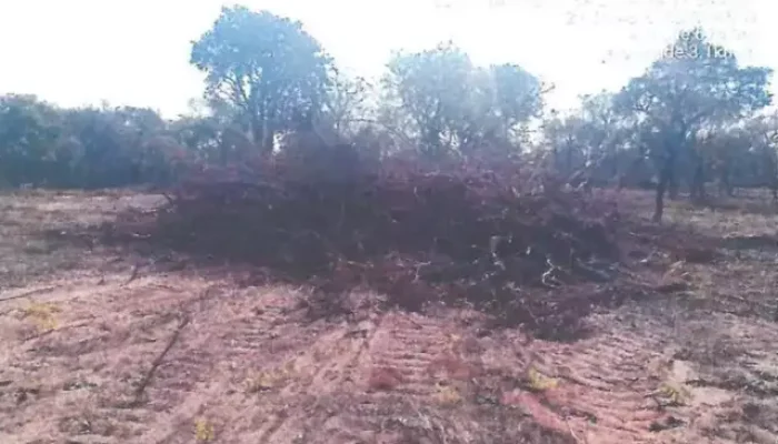 Leira formada pelo material lenhoso; foto tirada pela equipe de fiscalização (Foto: Reprodução)
