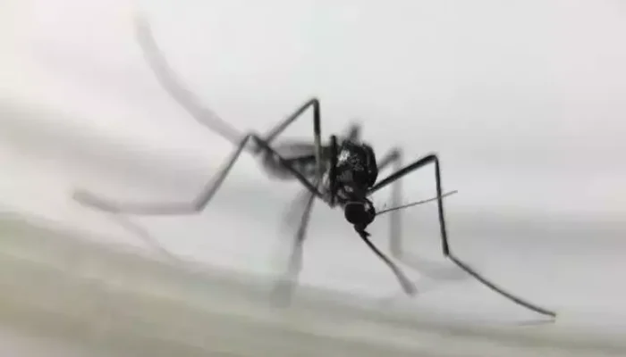 Mosquito Haemagogus leucocelaneaus é o vetor de febre amarela silvestre (Foto: Josué Damacena/IOC/Fiocruz)