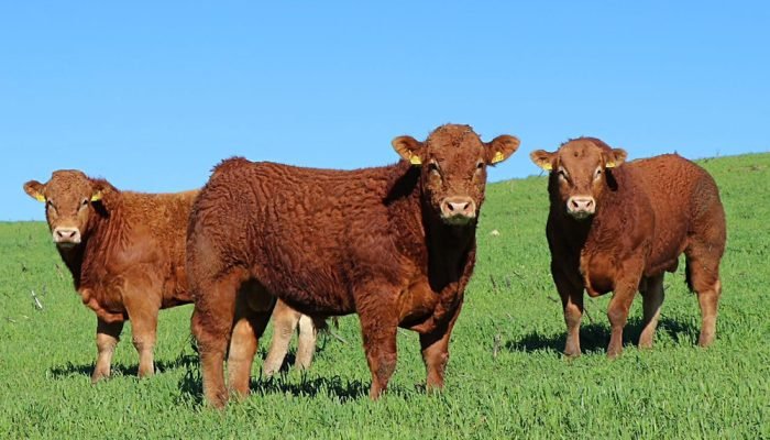 Inclusão da raça Limousin no Herd-Book da ANC — Foto: Entidades salientam que in