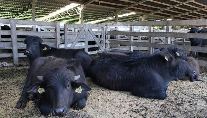 Pesquisa sobre leite de búfala — Foto: Pesquisa conduzida pelo Instituto de Zoot