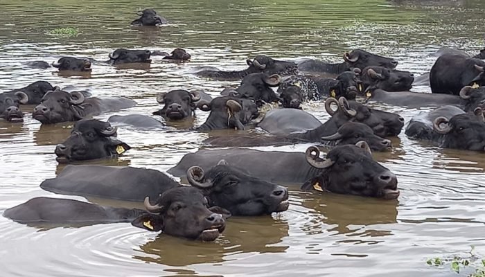 Bubalinocultura brasileira — Foto: ABCB destaca participação em eventos estratég
