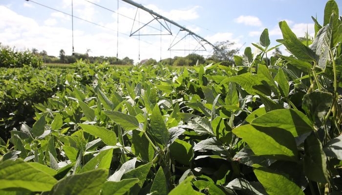 Escolha entre incidência sobre a produção bruta ou a folha de pagamento exige an