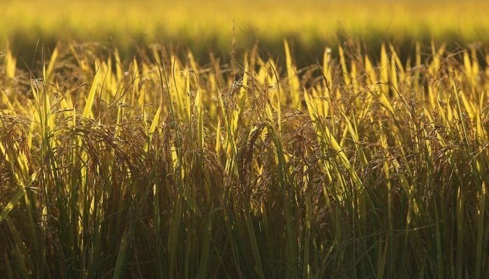 Federarroz orienta produtores a aderirem a leilões de apoio — Foto: Entidade ava