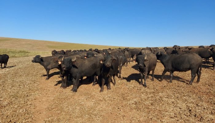 Bubalinocultura gaúcha — Foto: Para a Ascribu, 2025 também trouxe parcerias com