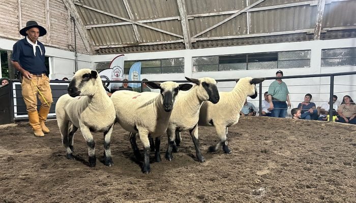 Feira em Bagé (RS) reuniu 666 animais de 120 expositores de três estados brasile