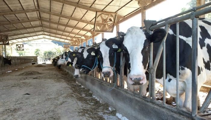 Classificações crescem 272,54% com reforço técnico e maior adesão dos produtores