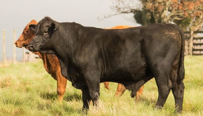 Expansão contínua da seleção genética — Foto: Segundo a ANC, dados consolidados