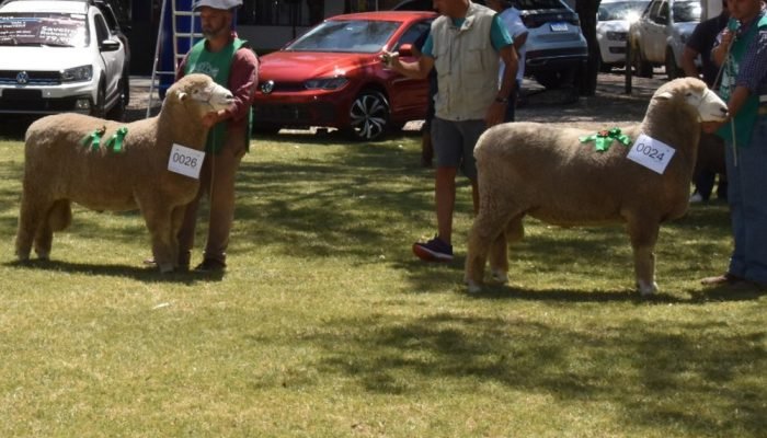 Feira reúne 666 ovinos de 12 raças e variedades naturalmente coloridas — Foto: F