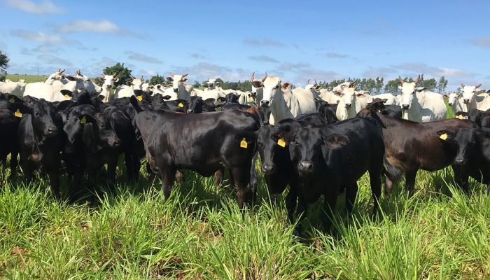 Projeção da SIA leva em consideração ganhos para o sistema e o preço alcançado p