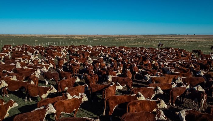 Registros das raças Hereford e Braford alcançam mais de 44 mil animais em 2025 —