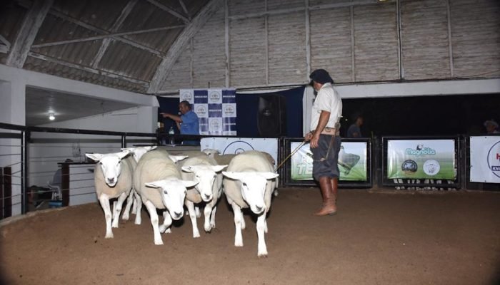 Feira vai reunir genética de excelência, cinco leilões e cenário favorável para