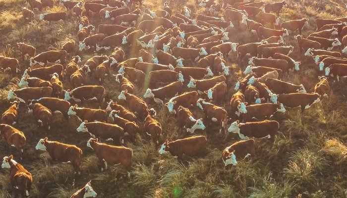 Foto: Programa da ABHB chega a 22,3 mil animais avaliados e registra 95 particip