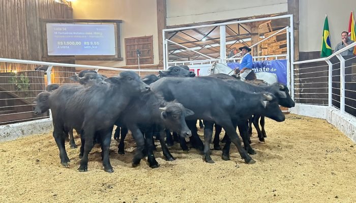 Evento em parceria entre Ascribu e Santa Úrsula Remates — Foto: Evento em parcer