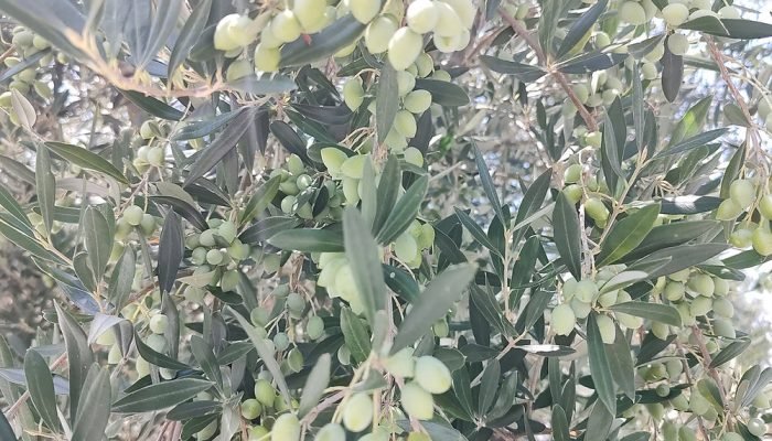 O Ibraoliva fortaleceu sua atuação nacional em 2025 — Foto: Após um 2025 de parc