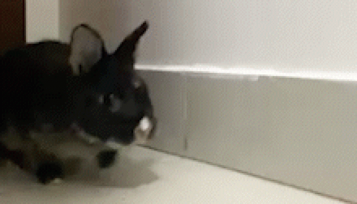 68dc0197e8ffd.gif