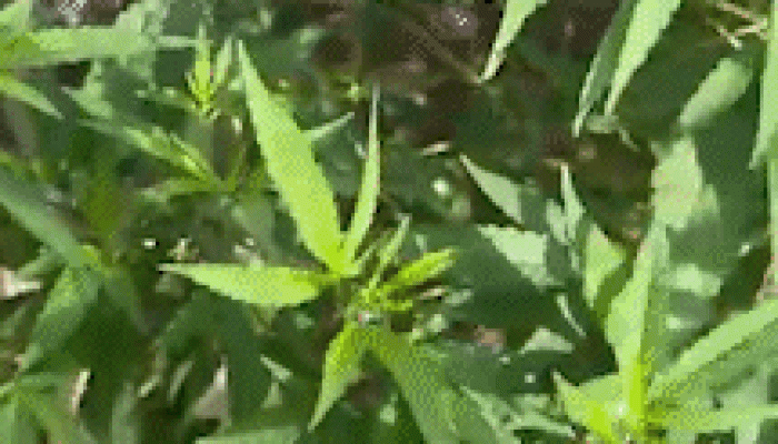 Jovem Condenado por Tráfico é Preso e Polícia Acha Planta de Maconha em Casa