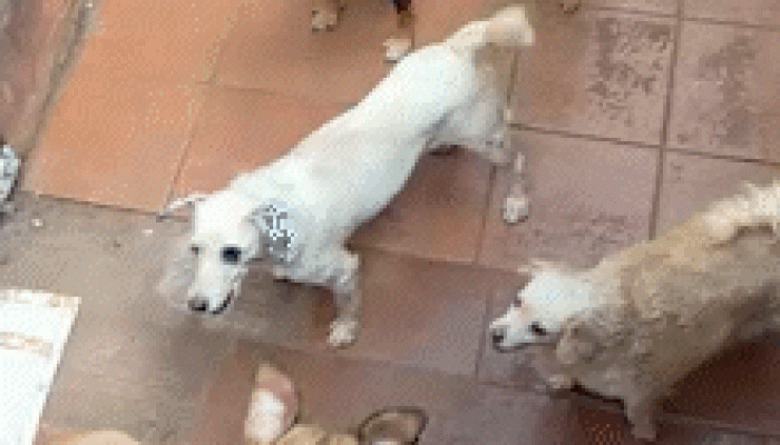 Imagem de animais abandonados — Foto: Reprodução